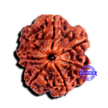 Load image into Gallery viewer, 7 Mukhi Nepalese Rudraksha - Bead No 663