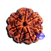 Load image into Gallery viewer, 7 Mukhi Nepalese Rudraksha - Bead No 664