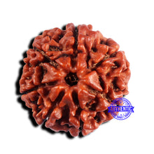 Load image into Gallery viewer, 7 Mukhi Nepalese Rudraksha - Bead No 666