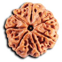 Load image into Gallery viewer, 7 Mukhi Nepalese Rudraksha - Bead No.66