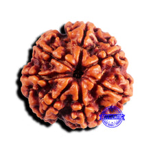 Load image into Gallery viewer, 7 Mukhi Nepalese Rudraksha - Bead No 671