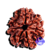 Load image into Gallery viewer, 7 Mukhi Nepalese Rudraksha - Bead No 679