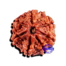 Load image into Gallery viewer, 7 Mukhi Nepalese Rudraksha - Bead No 680