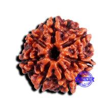 Load image into Gallery viewer, 7 Mukhi Nepalese Rudraksha - Bead No 682