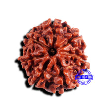 Load image into Gallery viewer, 7 Mukhi Nepalese Rudraksha - Bead No 683