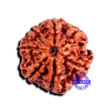 Load image into Gallery viewer, 7 Mukhi Nepalese Rudraksha - Bead No 687