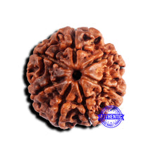 Load image into Gallery viewer, 7 Mukhi Nepalese Rudraksha - Bead No 689
