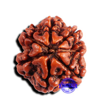 Load image into Gallery viewer, 7 Mukhi Nepalese Rudraksha - Bead No 690