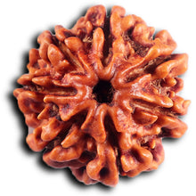Load image into Gallery viewer, 7 Mukhi Nepalese Rudraksha - Bead No.71