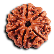Load image into Gallery viewer, 7 Mukhi Nepalese Rudraksha - Bead No .75