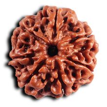 Load image into Gallery viewer, 7 Mukhi Nepalese Rudraksha - Bead No.78