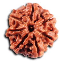 Load image into Gallery viewer, 7 Mukhi Nepalese Rudraksha - Bead No 85
