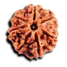 Load image into Gallery viewer, 7 Mukhi Nepalese Rudraksha - Bead No 86