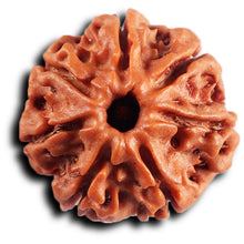 Load image into Gallery viewer, 7 Mukhi Nepalese Rudraksha - Bead No 87