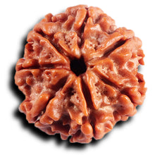 Load image into Gallery viewer, 7 Mukhi Nepalese Rudraksha - Bead No 90