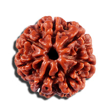 Load image into Gallery viewer, 7 Mukhi Nepalese Rudraksha - Bead No12