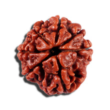 Load image into Gallery viewer, 7 Mukhi Nepalese Rudraksha - Bead No 16