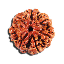 Load image into Gallery viewer, 7 Mukhi Nepalese Rudraksha - Bead No 19