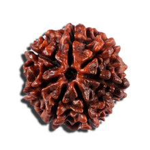 Load image into Gallery viewer, 7 Mukhi Nepalese Rudraksha - Bead No 23