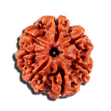 Load image into Gallery viewer, 7 Mukhi Nepalese Rudraksha - Bead No 2