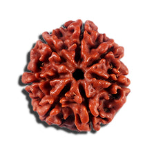 Load image into Gallery viewer, 7 Mukhi Nepalese Rudraksha - Bead No 699