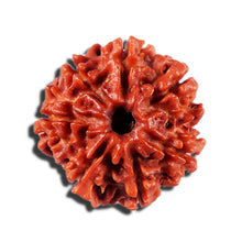 Load image into Gallery viewer, 7 Mukhi Nepalese Rudraksha - Bead No 7
