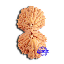 Load image into Gallery viewer, 20 Mukhi Ganesha + Gaurishank Indonesian Rudraksha - Bead 87