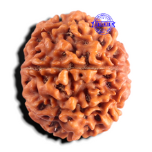 Load image into Gallery viewer, 8 Mukhi Nepalese Rudraksha - Bead No. 464