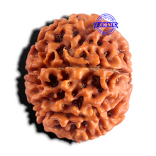 Load image into Gallery viewer, 8 Mukhi Nepalese Rudraksha - Bead No. 464