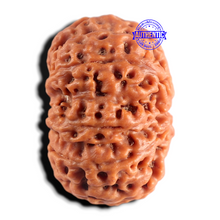 Load image into Gallery viewer, 8 Mukhi Nepalese Rudraksha - Bead No. 465