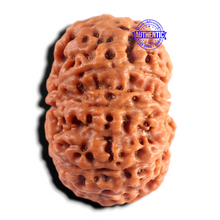 Load image into Gallery viewer, 8 Mukhi Nepalese Rudraksha - Bead No. 465