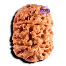 Load image into Gallery viewer, 8 Mukhi Nepalese Rudraksha - Bead No. 466