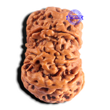 Load image into Gallery viewer, 8 Mukhi Nepalese Rudraksha - Bead No. 467