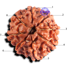 Load image into Gallery viewer, 8 Mukhi Nepalese Rudraksha - Bead No. 468