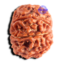 Load image into Gallery viewer, 8 Mukhi Nepalese Rudraksha - Bead No. 468