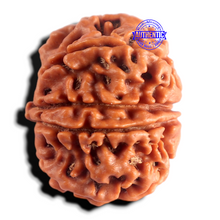 Load image into Gallery viewer, 8 Mukhi Nepalese Rudraksha - Bead No. 470