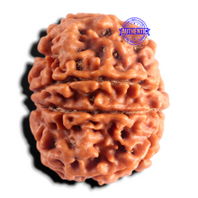 Load image into Gallery viewer, 8 Mukhi Nepalese Rudraksha - Bead No. 470