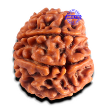 Load image into Gallery viewer, 8 Mukhi Nepalese Rudraksha - Bead No. 471