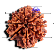 Load image into Gallery viewer, 8 Mukhi Nepalese Rudraksha - Bead No. 472