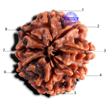 Load image into Gallery viewer, 8 Mukhi Nepalese Rudraksha - Bead No. 474