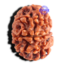 Load image into Gallery viewer, 8 Mukhi Nepalese Rudraksha - Bead No. 474