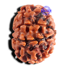 Load image into Gallery viewer, 8 Mukhi Nepalese Rudraksha - Bead No. 474
