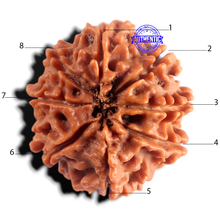 Load image into Gallery viewer, 8 Mukhi Nepalese Rudraksha - Bead No. 475