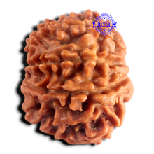 Load image into Gallery viewer, 8 Mukhi Nepalese Rudraksha - Bead No. 475