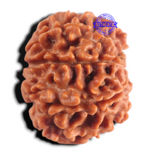 Load image into Gallery viewer, 8 Mukhi Nepalese Rudraksha - Bead No. 475