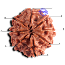 Load image into Gallery viewer, 8 Mukhi Nepalese Rudraksha - Bead No. 477