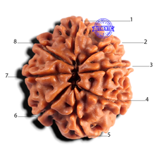 Load image into Gallery viewer, 8 Mukhi Nepalese Rudraksha - Bead No. 479
