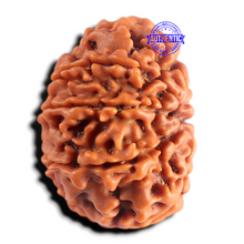 Load image into Gallery viewer, 8 Mukhi Nepalese Rudraksha - Bead No. 479