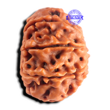 Load image into Gallery viewer, 8 Mukhi Nepalese Rudraksha - Bead No. 479