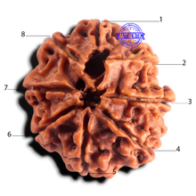 Load image into Gallery viewer, 8 Mukhi Nepalese Rudraksha - Bead No. 480